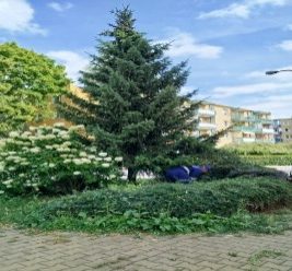 Prace pielęgnacyjne