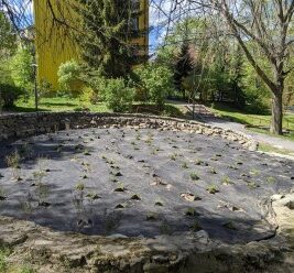 Roślinna aranżacja w&nbsp;odnowionej przestrzeni